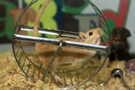 hamster on wheel